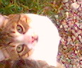 20071207182659-floppy.jpg