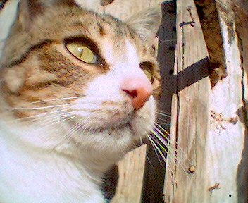 20071213180719-floppy-guapo.jpg