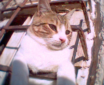 20071213180852-floppybalcon.jpg