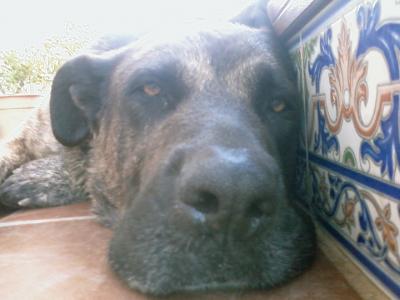 20080827150227-quillo.jpg