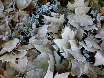 20081003170307-otono.jpg