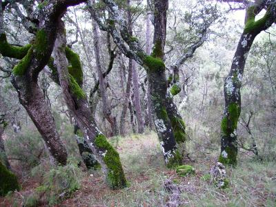 20081025170400-musgo.jpg