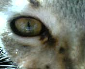 lagatamalabarista